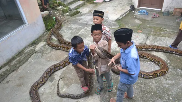 Nyaris tiap hari, anak-anak ini bermain dengan ular, di sela kesibukannya mengaji. (Foto: Liputan6.com/Muhamad Ridlo)