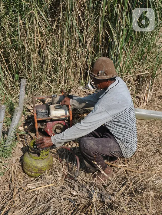 Nasim (67), petani sedang mengatur mesin pompa air untuk mengairi sawahnya yang dilanda kekeringan di Babelan, Bekasi, Jawa Barat, Selasa (5/9/2023). (merdeka.com/Imam Buhori)