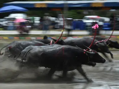 Sejumlah petani berusaha mengendalikan kerbaunya saat bersaing pada festival lomba balap kerbau di Chonburi, Minggu (16/7). Festival tahunan di Thailand ini merupakan tradisi untuk menyambut datangnya musim panen padi. (LILLIAN SUWANRUMPHA / AFP)