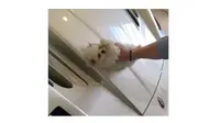 Anak Anjing Jadi Lap Mobil. (Autoblog)