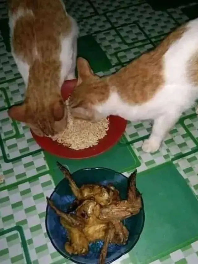 10 Potret Nyeleneh Saat Beri Makan Hewan Ini Bikin Tepuk Jidat