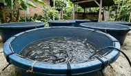 Cara Ternak Lele di Ember Dangkal agar Tidak Lompat, Cukup Terapkan 8 Trik Ini