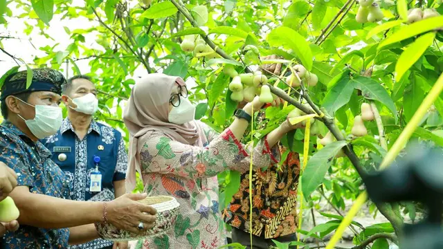 Sediakan Modal Ratusan Juta, Banyuwangj Kembali Ajak Anak Muda Ikuti Jagoan Tani