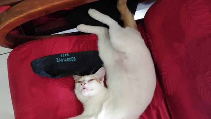 Pose nyeleneh hewan saat tidur  (Sumber: Twitter/mmann__)