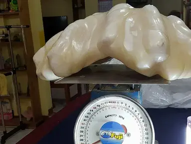 Mutiara dengan panjang 67 cm dan lebar 30 cm ini memiliki berat 34 kg menjadikannya sebagai mutiara terbesar di dunia. Mutiara ini ditemukan di perairan Pulau Palawan, Filipina (23/8). (AFP PHOTO/ Puerto Princesa Provincial Tourism Office)