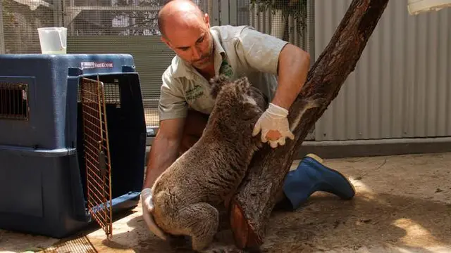 Anggota staf memindahkan koala yang diselamatkan di Kebun Binatang Taronga di Sydney (17/12/2019). Koala-koala itu dipindahkan ke Kebun Binatang Taronga Sydney. Mereka akan berada di sana sampai aman sebelum dikembalikan ke alam liar.