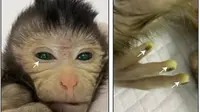 China Tumbuhkan Primata Stem Cell Pertama, Lahir dengan Mata dan Jari Berwarna Hijau
