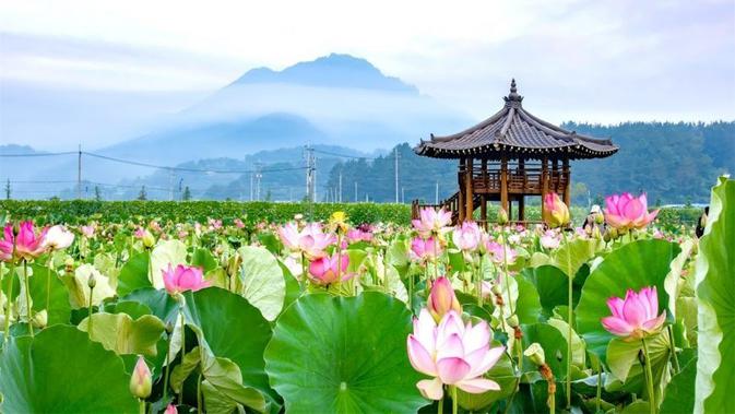 8 Manfaat Bunga Teratai Salju Untuk Kesehatan Tubuh Hot Liputan6 Com