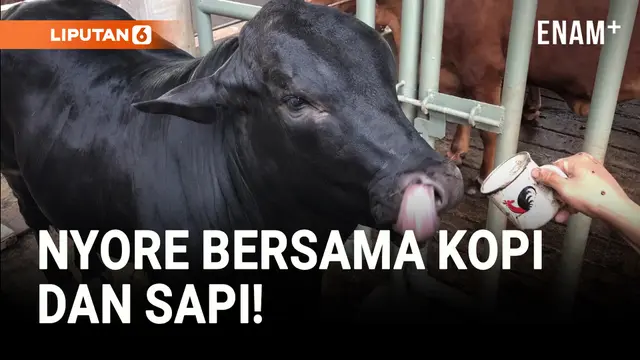 VIDEO: Keseringan Ngopi, Sapi di Mojokerto Doyan Nongkrong Bareng Warga!