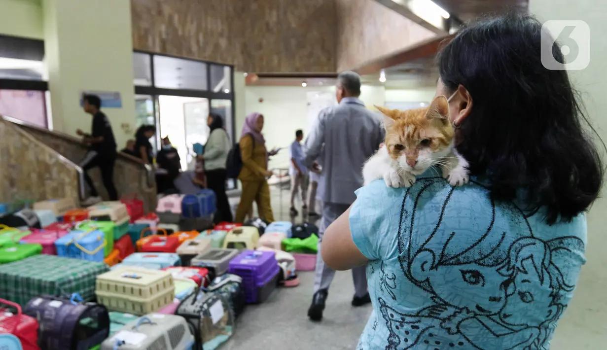 Kucing yang sudah disteril juga badannya jadi lebih gemuk dari kucing yang belum disteril.  (Liputan6.com/Herman Zakharia)