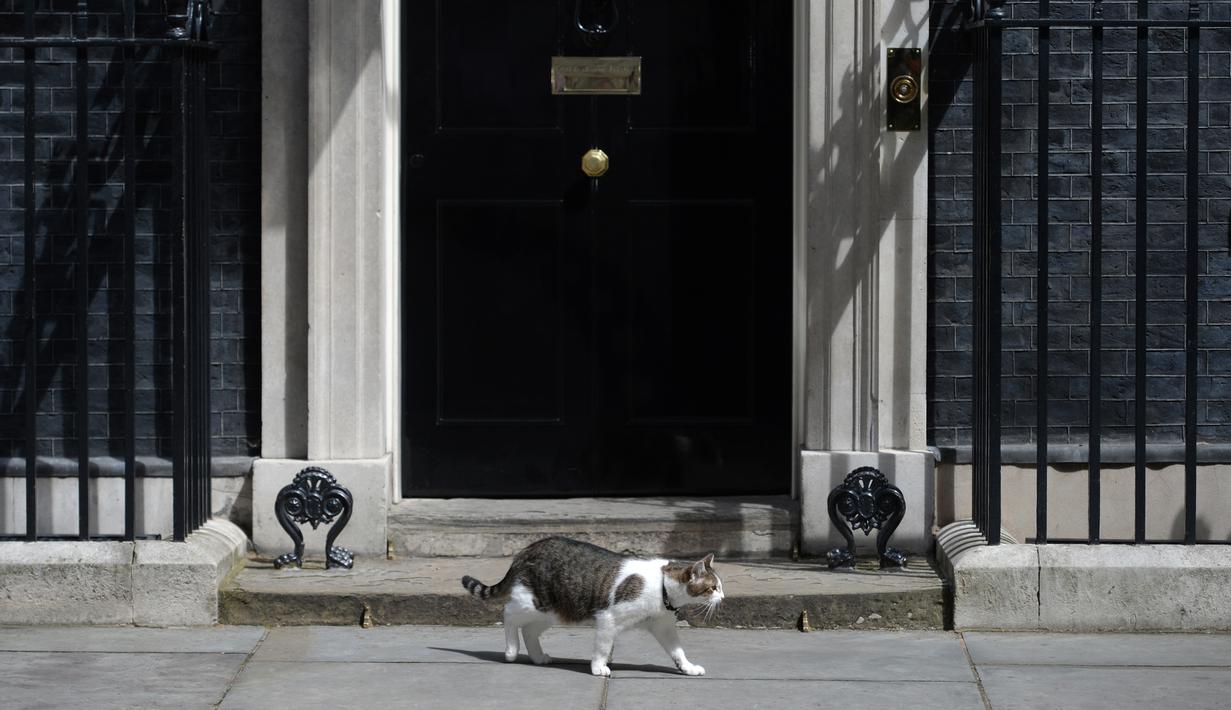 Larry, kucing yang menjabat sebagai "Kepala Pemburu Tikus"  melintasi pintu kantor PM Inggris, Downing Street 10 di London, Rabu (13/7). Larry menghabiskan hari-harinya dengan memberi salam pada tamu dan memeriksa keamanan pertahanan. (OLI SCARFF/AFP)