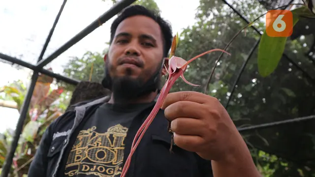 Sardin (32 th) dengan bunga anggrek