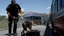 Polisi Kevin Pimpinelli melihat Johnny, anjing ras Jerman mencium sebuah tas dalam simulasi pencarian bom dalam pelatihan di Training Kepolisian MTA Canine, Stormville, New York, (6/6/2016). (REUTERS/Mike Segar)