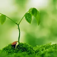 Di dunia ini terdapat tumbuhan-tumbuhan langka yang membuat takjub jika melihatnya.