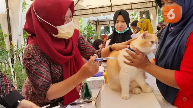 Kucing peliharaan di Banyuwangi mendapat suntikan obat cacing (Hermawan Arifianto/ Liputan6.com)