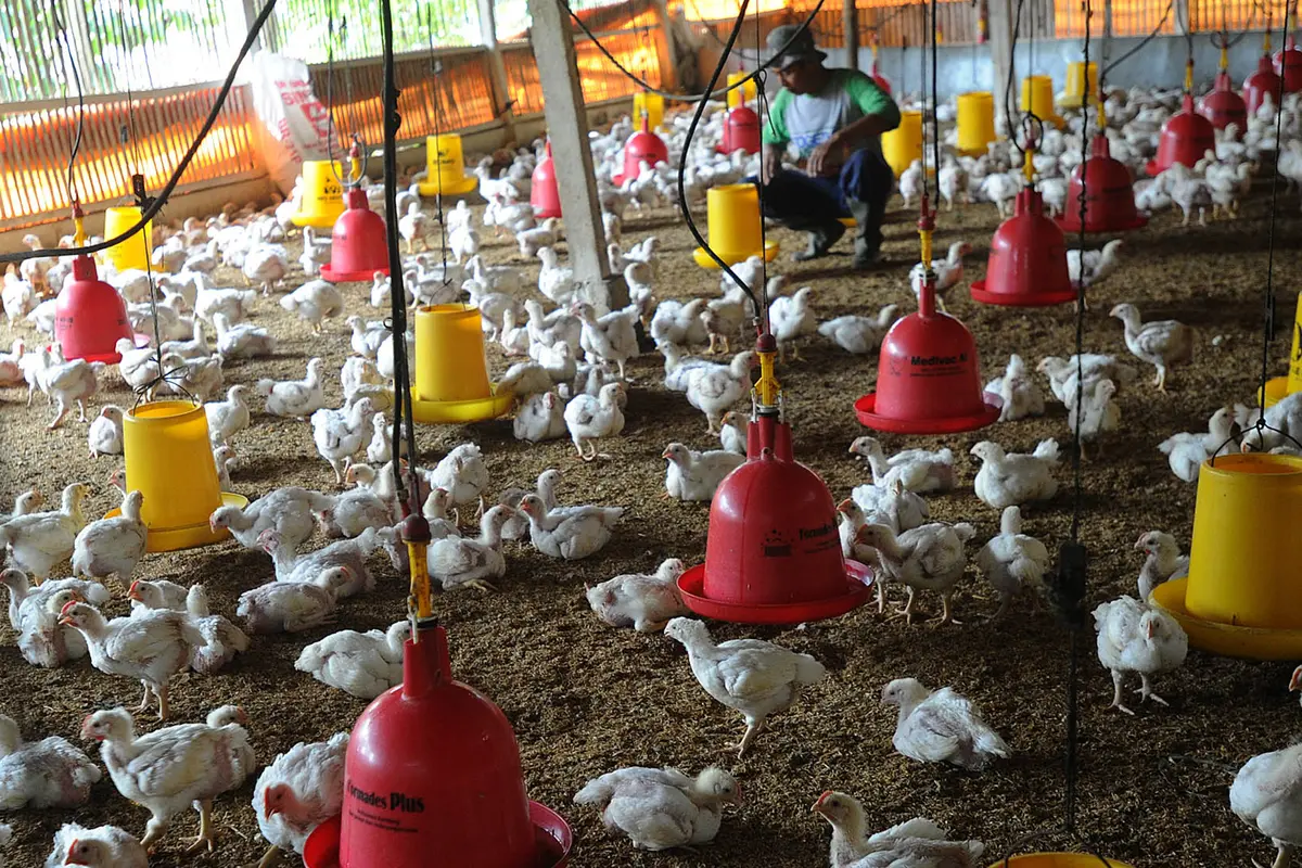 Tembus Rp 50 Ribu per Kg, Peternak Keluhkan Harga Bibit Ayam Fluktuatif