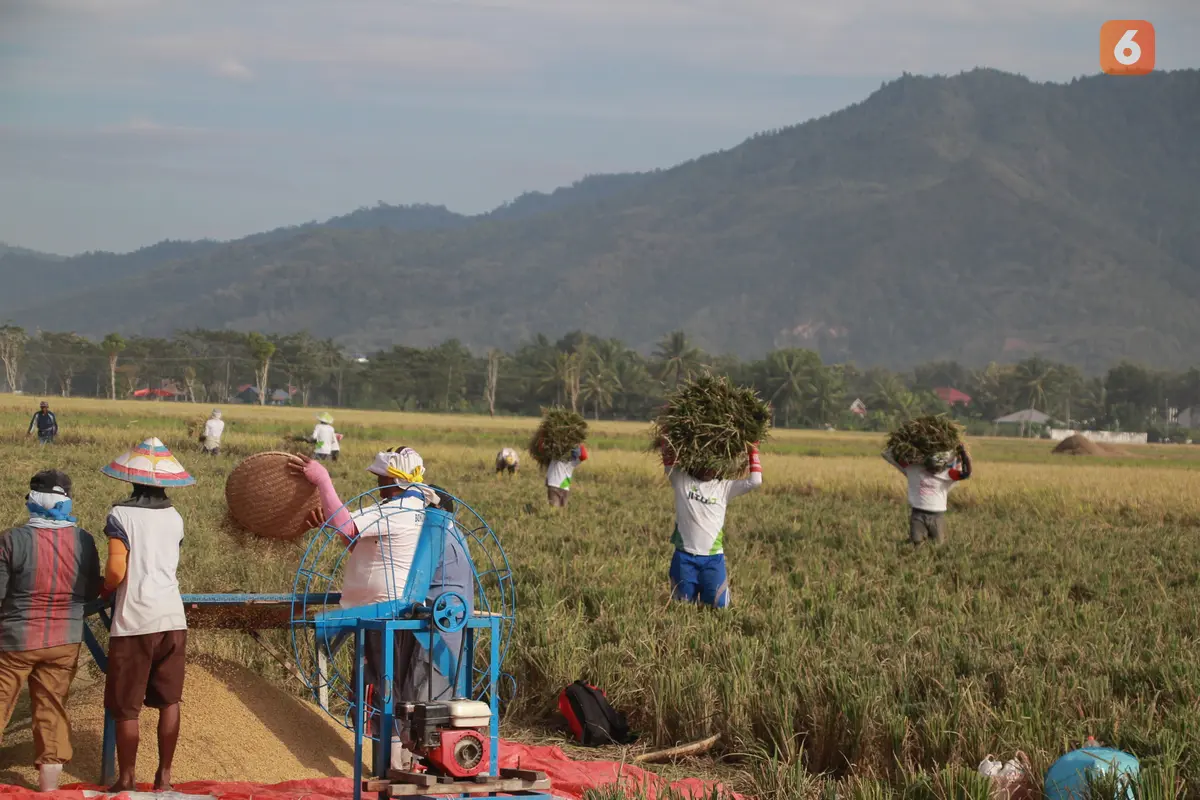 Petani Gorontalo, Pilih Gotong-Royong Ketimbang Gunakan Teknologi Alsintan.(Foto:Liputan6.com/Arfandi Ibrahim)