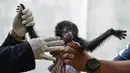 Seekor bayi siamang mendapat perawatan dokter hewan di Balai Konservasi Sumber Daya Alam (BKSDA) Banda Aceh, Aceh, Kamis (1/11). Bayi siamang ini harus mendapatkan perawatan secara intensif setiap saat. (CHAIDEER MAHYUDDIN/AFP)