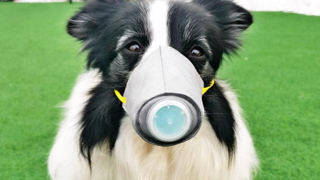 anjing Pakai Masker di China
