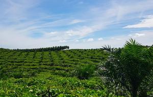 Salah satu kebun petani sawit mitra PTPN V di Kabupaten Kampar yang baru diremajakan. (Liputan6.com/M Syukur)