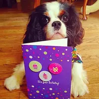 5 Anjing Unyu Ini Bikin Kamu Pengin Ikutan Merayakan Ulang Tahun