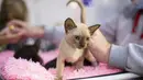 Seekor kucing terlihat di pameran kucing "Cat Salon-September 2020" yang digelar di Taman Sokolniki di Moskow, Rusia (19/9/2020). (Xinhua/Alexander Zemlianichenko Jr)