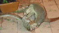 Dengan beraninya, induk possum menyerang dan berusaha melepaskan tubuh anaknya dari lilitan ular piton (Facebook/Christine Birch Williams)