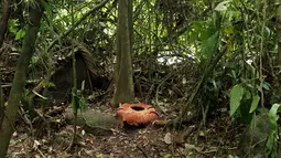 Bunga raksasa Rafflesia Arnoldii mekar sempurna dengan kelopak berjumlah tujuh di habitat Rafflesia Padang Guci, Kaur, Bengkulu, Rabu (17/1). Ini pertama kali terjadi Rafflesia Arnoldii dengan tujuh kelopak karena normalnya lima kelopak. (DIVA MARHA/AFP)