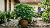 Cara Menanam Daun Singkong di Pot agar Tumbuh Subur, Bisa Panen Pucuk Berkali-kali