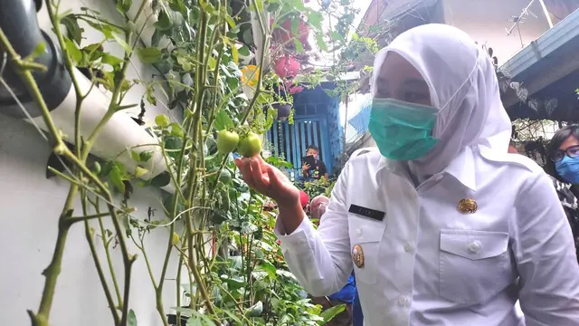 Pemukiman Kumuh di Palembang Disulap Jadi Kampung Sayur yang Asri