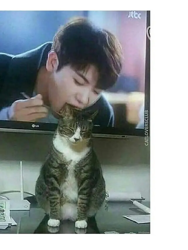 6 Ilusi Optik Kucing dengan Cowok Ini Menipu Mata