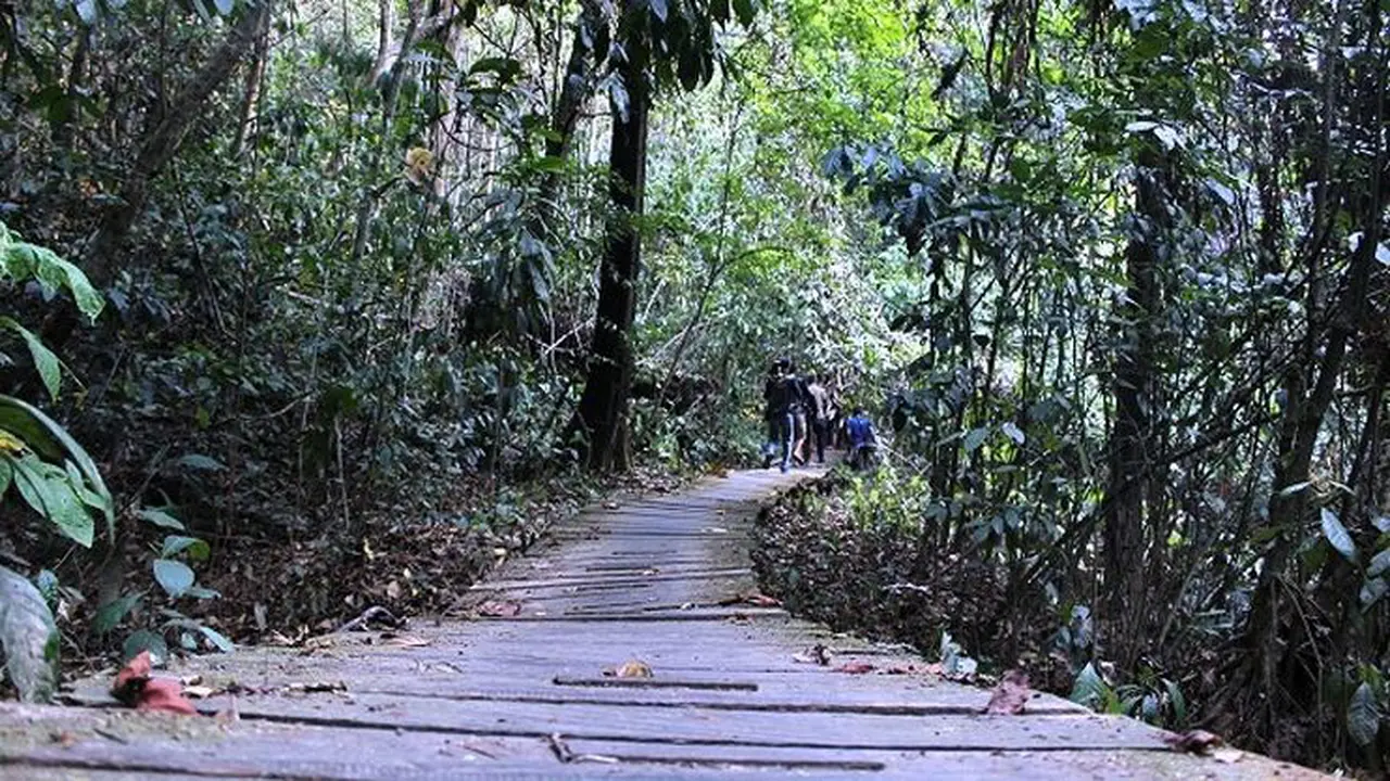 Terpukau Pohon Raksasa di Borneo