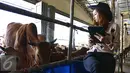 Sejumlah wanita cantik berpakaian ala koboi  siap layani calon pembeli di Mall Hewan Qurban milik Haji Doni di kawasan Depok, Jawa Barat, Selasa (8/9/2015). Kehadiran mereka untuk menarik calon pembeli hewan qurban. (Liputan6.com/Yoppy Renato) 