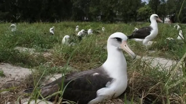 Albatros Melambai