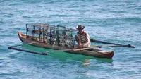 Seorang nelayan berusaha menangkap ikan dengan cara tradisional menggunakan Lukah, semacam perangkap ikan yang diletakkan ke dasar perairan di perairan Teluk Nibung, Padang, Sumbar. (Antara)