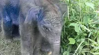 Anak gajah jantah yang baru saja dilahirkan oieh ibunya yang bernama Lisa di Taman Nasional Tesso Nilo, Pelalawan, Riau (dok.instagram/@kementerianlhk/https://www.instagram.com/p/CIreR0QsfoB/Komarudin)