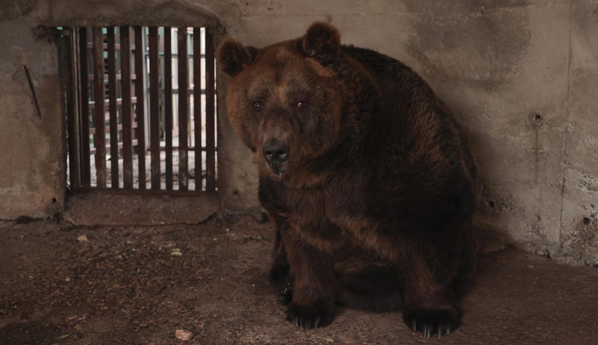 Mark, beruang cokelat yang sedang melihat keluar kandangnya sebelum dipindahkan, di Tirana, Albania, Rabu (7/12/2022). Beruang berusia 24 tahun ini dipelihara dalam sebuah kandang di sebuah restoran di ibu kota Tirana. (AP Photo/Franc Zhurda)