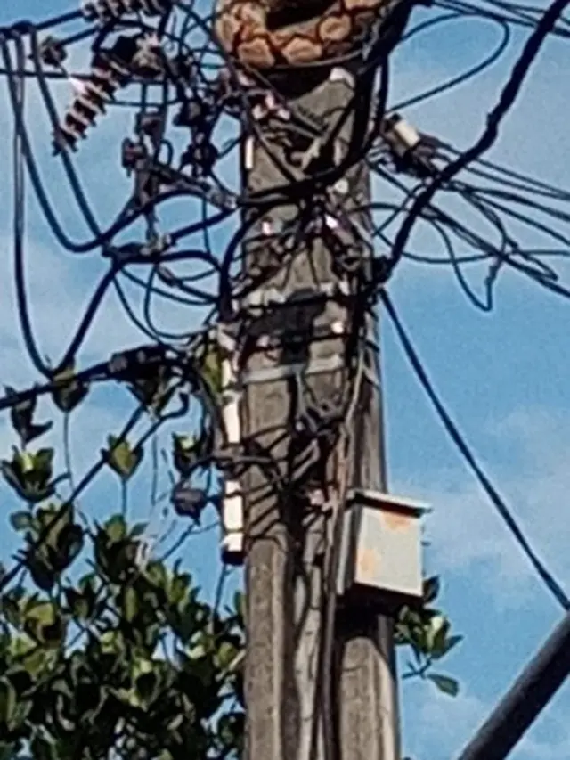 Ular Piton di Tiang Listrik