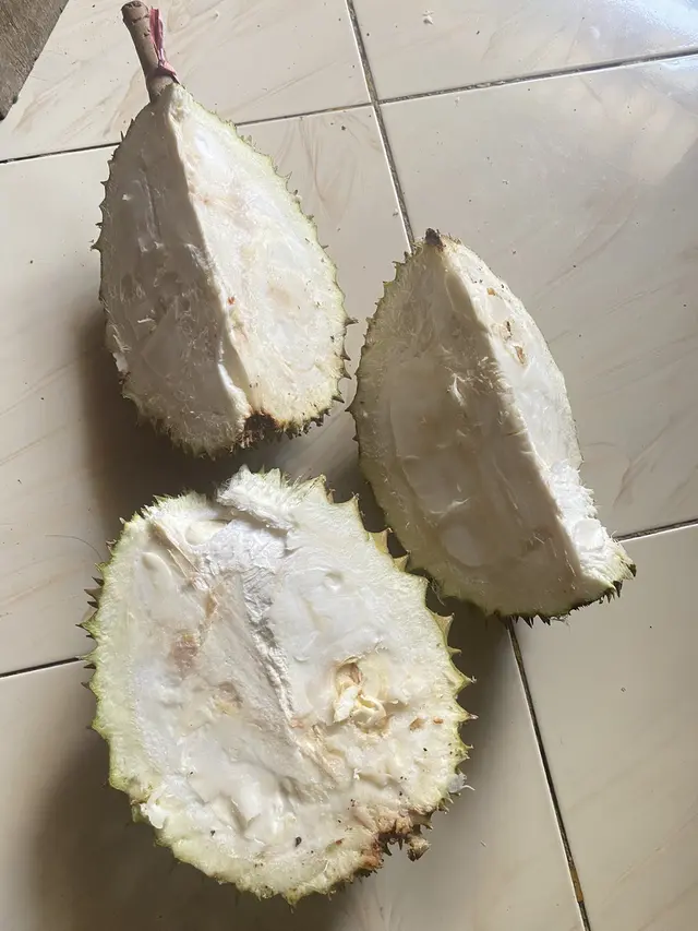 6 Potret Durian Enggak Ada Isinya Ini Apes Banget,