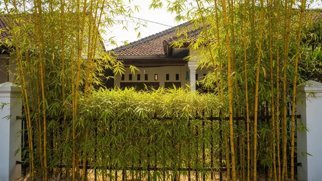 Bambu Kuning sebagai Simbol Rezeki