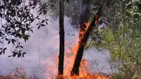 Kebakaran hutan (Antara)