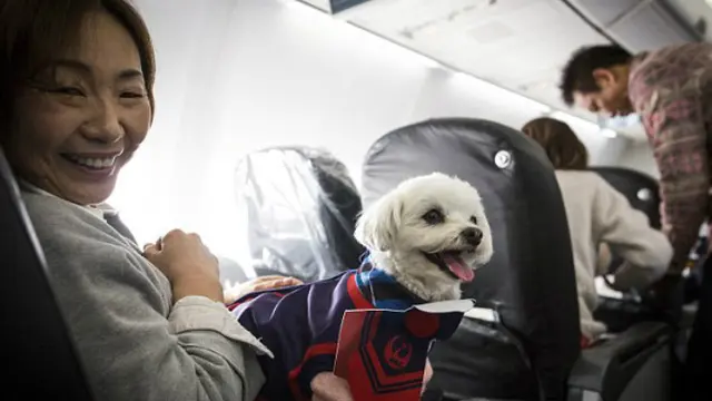 Anjing di dalam pesawat