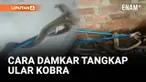 Warga Talang Ubi Timur, Kabupaten Penukal Abab Lematang Ilir (PALI), Sumatera Selatan, dibuat geger oleh kemunculan seekor ular cobra sepanjang dua meter yang masuk ke dalam rumah warga pada Minggu siang.
