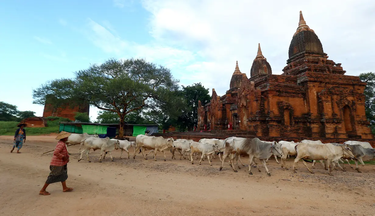 Penggembala sapi dalam perjalanan pulang melintasi kota tua Bagan, distrik Nyaung U, Myanmar, 24 Juni 2018. Hingga kini bangunan-bangunan tua tersebut masih kokoh berdiri dan menjadi sajian wisata unggulan dari negara Myanmar. (AP Photo/Aung Shine Oo)