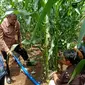 Slang Pengairan Kebun Jagung. (Kamis, 27/10/2022). (Yandhi Deslatama/Liputan6.com).