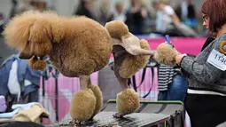 Seekor anjing pudel saat dipersiapkan oleh pemiliknya untuk mengikuti kompetisi Dog Show di Dortmund, Jerman, (13/10). Kompetisi ini akan berlangsung sampai 15 Oktober 2017. (AP Photo / Martin Meissner)