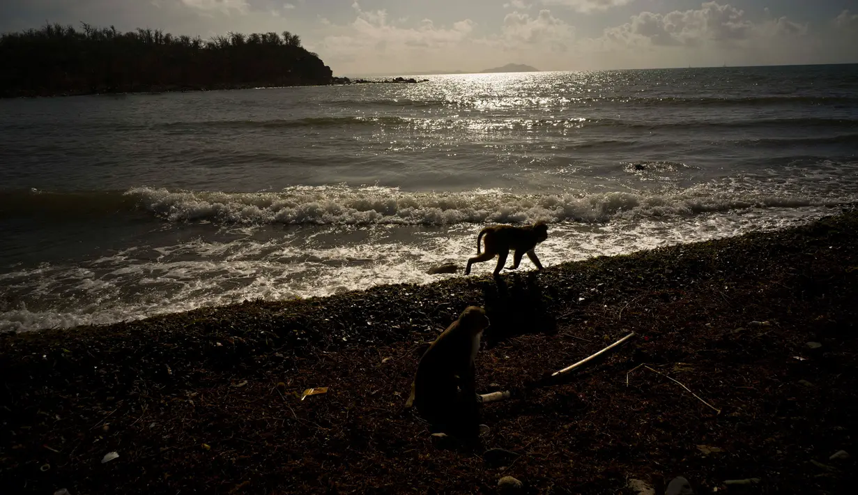 Seekor monyet berjalan di pinggir pantai Cayo Santiago, yang dikenal sebagai Pulau Monyet, di Puerto Rico, 4 Oktober 2017. Tidak sedikit yang menggunakan monyet-monyet di tempat yang tak dihuni manusia ini sebagai bahan penelitian. (AP/Ramon Espinosa)
