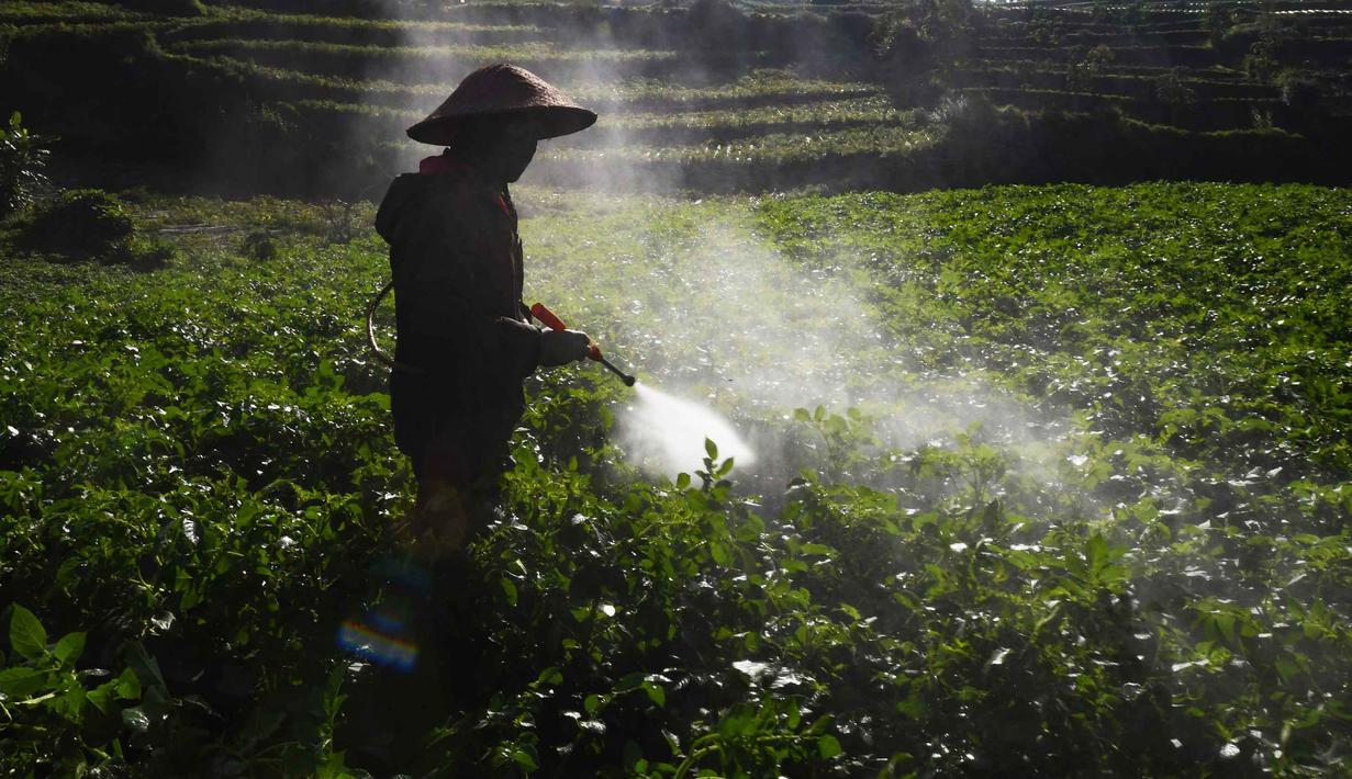 Petani melakukan penyemprotan pupuk pada tanaman kentang di kawasan dataran tinggi Dieng, Batur, Banjarnegara, Jawa Tengah, Minggu (2/11/2025). Pemerintah juga diminta untuk mempertimbangkan keberlangsungan komoditas hortikultura strategis seperti kentang yang turut menopang ketahanan pangan dan ekonomi daerah. (merdeka.com/Arie Basuki)