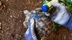 Cleopatra, seorang dokter hewan sukarelawan, menggunakan spidol biru untuk menggambar tanda "X" pada penyu yang sehat untuk mengonfirmasi bahwa penyu tersebut dalam kondisi yang baik untuk dilepaskan, di Kalyvia Thorikou, pada tanggal 29 September 2023. (Spyros BAKALIS/AFP)