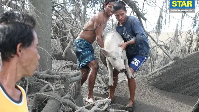 Penyelamatan Hewan Dekat Gunung Taal